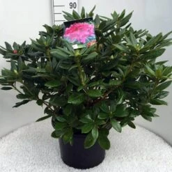Rhododendron (Rhododendron 'Cosmopolitan') -Green Roots Exporteren Winkel rh. cosmopolitan c20