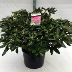Rhododendron (Rhododendron 'Cosmopolitan') -Green Roots Exporteren Winkel rh. cosmopolitan c40 2