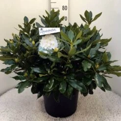 Rhododendron (Rhododendron 'Cunningham White') -Green Roots Exporteren Winkel rh. cunn white c20 1