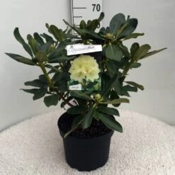 Rhododendron (Rhododendron 'Horizon Monarch') -Green Roots Exporteren Winkel rh. horizon monarch c10 50 cm