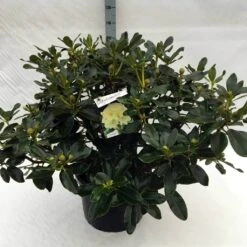Rhododendron (Rhododendron 'Horizon Monarch') -Green Roots Exporteren Winkel rh. horizon monarch c40