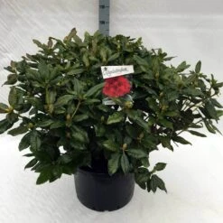 Rhododendron (Rhododendron 'Lord Roberts') -Green Roots Exporteren Winkel rh. lord roberts c40 1