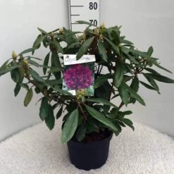 Rhododendron (Rhododendron 'Marcel Menard') -Green Roots Exporteren Winkel rh. marcel menard c10 50 cm 1