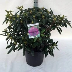 Rhododendron (Rhododendron 'Marcel Menard') -Green Roots Exporteren Winkel rh. marcel menard c30 1