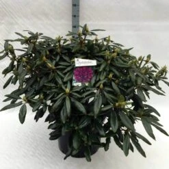 Rhododendron (Rhododendron 'Marcel Menard') -Green Roots Exporteren Winkel rh. marcel menard c40