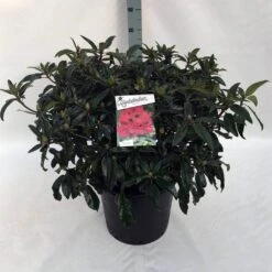 Rhododendron (Rhododendron 'Marie Forte') -Green Roots Exporteren Winkel rh. marie forte c30 1