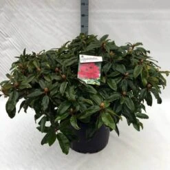 Rhododendron (Rhododendron 'Marie Forte') -Green Roots Exporteren Winkel rh. marie forte c40 1
