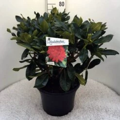 Rhododendron (Rhododendron 'Markeeta's Prize') -Green Roots Exporteren Winkel rh. markeeta s prize c20