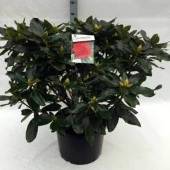 Rhododendron (Rhododendron 'Markeeta's Prize') -Green Roots Exporteren Winkel rh. markeeta s prize c40