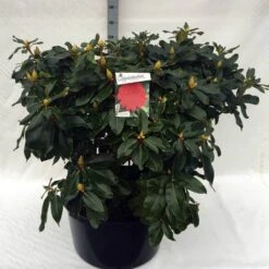 Rhododendron (Rhododendron 'Markeeta's Prize') -Green Roots Exporteren Winkel rh. markeeta s prize c80 2