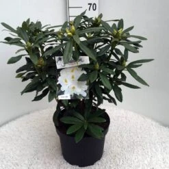 Rhododendron (Rhododendron 'Madame Masson') -Green Roots Exporteren Winkel rh. mme masson c10 50 cm 1