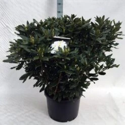 Rhododendron (Rhododendron 'Madame Masson') -Green Roots Exporteren Winkel rh. mme masson c40