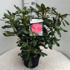 Rhododendron (Rhododendron 'Nova Zembla') -Green Roots Exporteren Winkel rh. nova zembla c10 50 cm 1