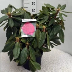 Rhododendron (Rhododendron 'American Beauty') 15 Rhododendron (Rhododendron 'American Beauty') -Green Roots Exporteren Winkel rh. p. a. beauty c10 50 cm 2
