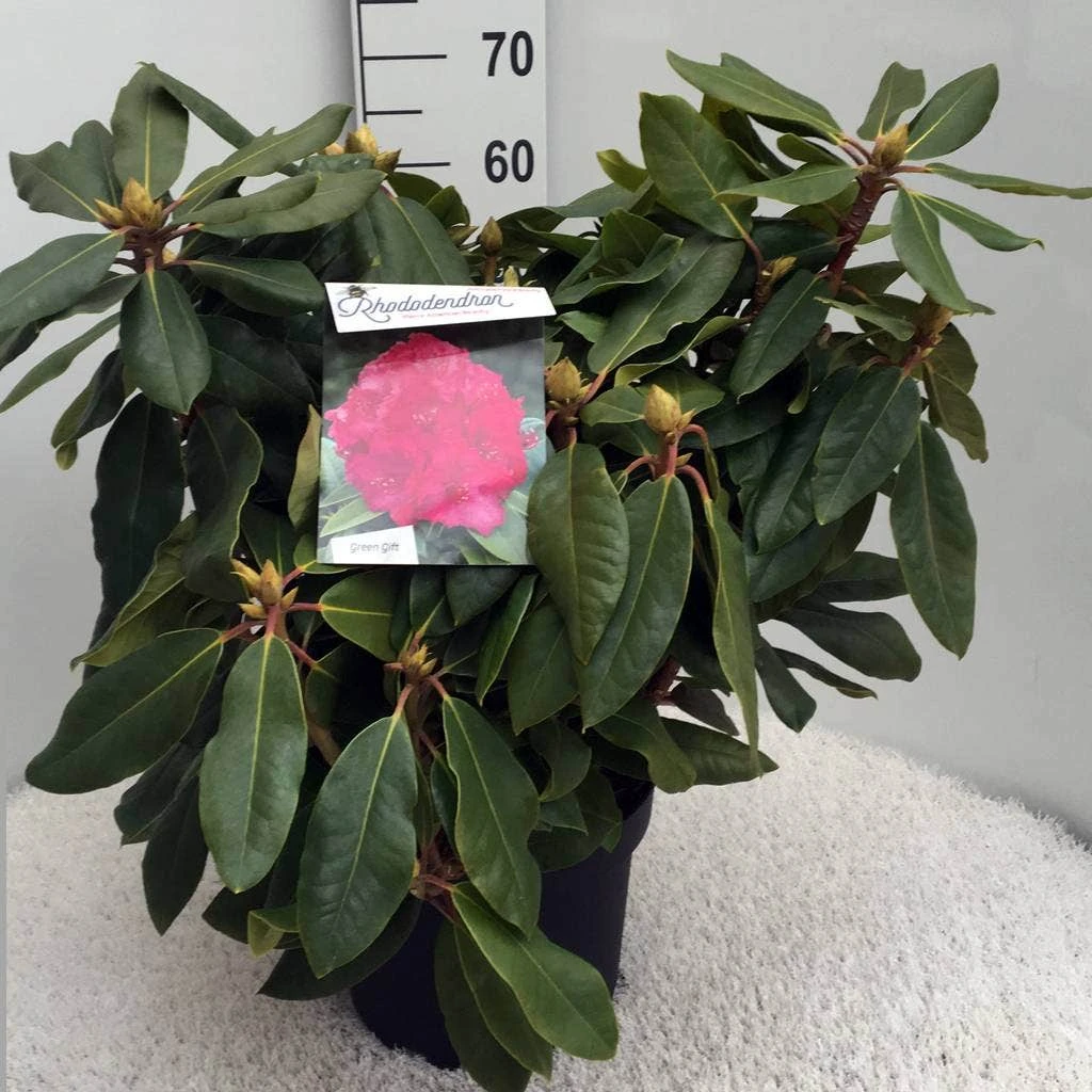 Rhododendron (Rhododendron 'American Beauty') 5 Rhododendron (Rhododendron 'American Beauty') - Afbeelding 5