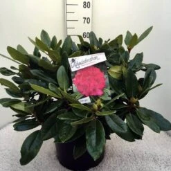 Rhododendron (Rhododendron 'American Beauty') -Green Roots Exporteren Winkel rh. p.a. beauty c20