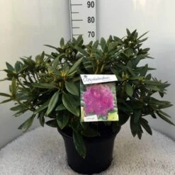 Rhododendron (Rhododendron 'Polarnacht') -Green Roots Exporteren Winkel rh. polarnacht c20 1