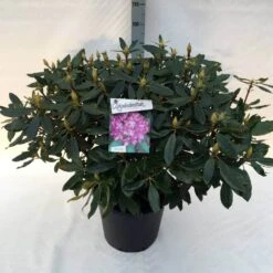 Bosrhododendron (Rhododendron Ponticum 'Roseum') -Green Roots Exporteren Winkel rh. pont. roseum c30 1