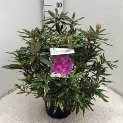 Bosrhododendron (Rhododendron Ponticum 'Variegatum') -Green Roots Exporteren Winkel rh. pont. variegatum c10 50 cm