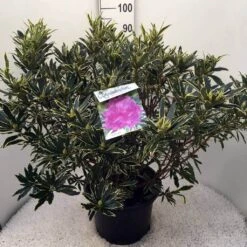 Bosrhododendron (Rhododendron Ponticum 'Variegatum') -Green Roots Exporteren Winkel rh. pont. variegatum c20