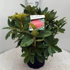 Rhododendron (Rhododendron 'Red Jack') -Green Roots Exporteren Winkel rh. red jack c10 50 cm 2