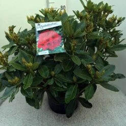 Rhododendron (Rhododendron 'Red Jack') -Green Roots Exporteren Winkel rh. red jack c20