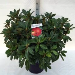Rhododendron (Rhododendron 'Red Jack') -Green Roots Exporteren Winkel rh. red jack c30 2