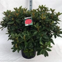 Rhododendron (Rhododendron 'Red Jack') 35 Rhododendron (Rhododendron 'Red Jack') -Green Roots Exporteren Winkel rh. red jack c40 1