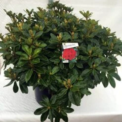 Rhododendron (Rhododendron 'Red Jack') -Green Roots Exporteren Winkel rh. red jack c80 2