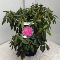 Rhododendron (Rhododendron 'Roseum Elegans') -Green Roots Exporteren Winkel rh. roseum elegans c10 50 cm 1