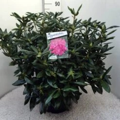Rhododendron (Rhododendron 'Roseum Elegans') -Green Roots Exporteren Winkel rh. roseum elegans c20