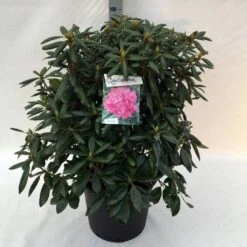 Rhododendron (Rhododendron 'Roseum Elegans') -Green Roots Exporteren Winkel rh. roseum elegans c30