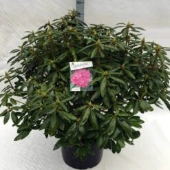Rhododendron (Rhododendron 'Roseum Elegans') -Green Roots Exporteren Winkel rh. roseum elegans c40 2