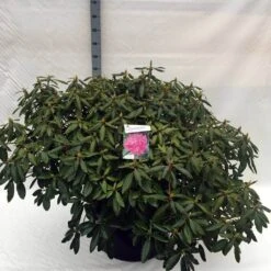 Rhododendron (Rhododendron 'Roseum Elegans') -Green Roots Exporteren Winkel rh. roseum elegans c80 2