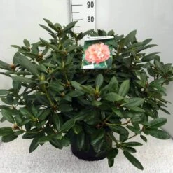 Rhododendron (Rhododendron 'Virginia Richards') -Green Roots Exporteren Winkel rh. virg. richards c20