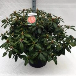 Rhododendron (Rhododendron 'Virginia Richards') -Green Roots Exporteren Winkel rh. virginia richards c40 2