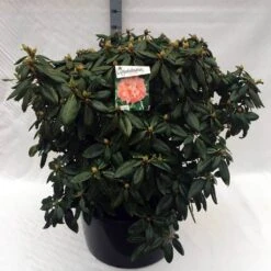 Rhododendron (Rhododendron 'Virginia Richards') -Green Roots Exporteren Winkel rh. virginia richards c80
