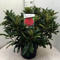 Rhododendron (Rhododendron 'Wilgen's Ruby') -Green Roots Exporteren Winkel rh. wilgens ruby c20 2