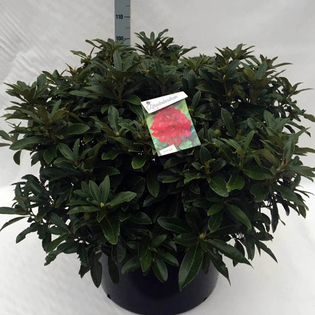 Rhododendron (Rhododendron 'Wilgen's Ruby') 16 Rhododendron (Rhododendron 'Wilgen's Ruby') - Afbeelding 16