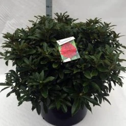Rhododendron (Rhododendron 'Wilgen's Ruby') 33 Rhododendron (Rhododendron 'Wilgen's Ruby') -Green Roots Exporteren Winkel rh. wilgens ruby c80
