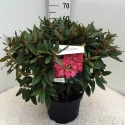 Rhododendron (Rhododendron 'Winsome') -Green Roots Exporteren Winkel rh. winsome c10 50 cm