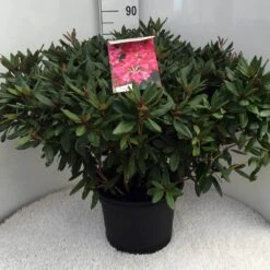 Rhododendron (Rhododendron 'Winsome') -Green Roots Exporteren Winkel rh. winsome c20 1