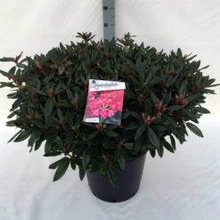 Rhododendron (Rhododendron 'Winsome') -Green Roots Exporteren Winkel rh. winsome c30