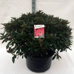 Rhododendron (Rhododendron 'Winsome') -Green Roots Exporteren Winkel rh. winsome c80 1