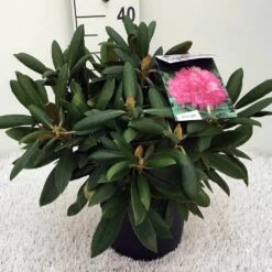 Dwergrhododendron (Rhododendron 'Polaris') -Green Roots Exporteren Winkel rh. y polaris c5 2