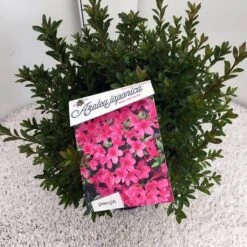 Japanse Azalea (Rhododendron 'Madame Van Hecke') 24 Japanse Azalea (Rhododendron 'Madame Van Hecke') -Green Roots Exporteren Winkel rho. aj mme van hecke c10
