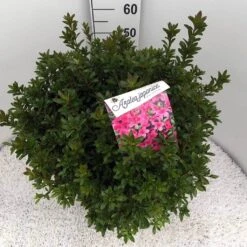 Japanse Azalea (Rhododendron 'Madame Van Hecke') 27 Japanse Azalea (Rhododendron 'Madame Van Hecke') -Green Roots Exporteren Winkel rho. aj mme van hecke c15