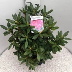Rhododendron (Rhododendron 'Cosmopolitan') -Green Roots Exporteren Winkel rho. cosmopolitan c10 50 cm