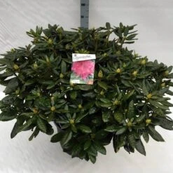 Rhododendron (Rhododendron 'Cosmopolitan') -Green Roots Exporteren Winkel rho. cosmopolitan c40