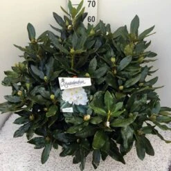 Rhododendron (Rhododendron 'Cunningham White') -Green Roots Exporteren Winkel rho. cunn white c20 1